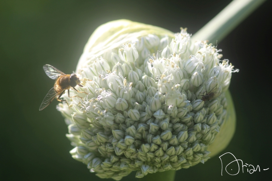 balade sur une tête de poireau