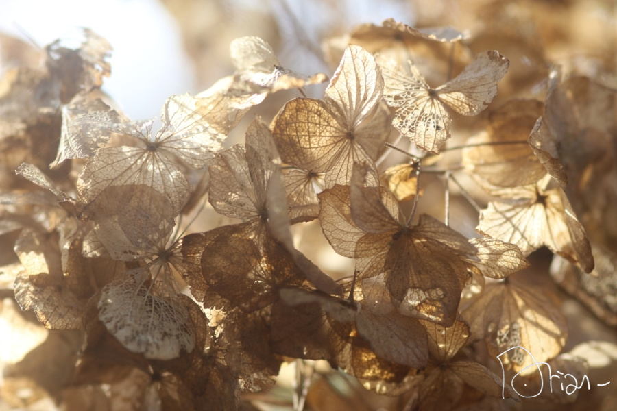 hortensia d'hiver