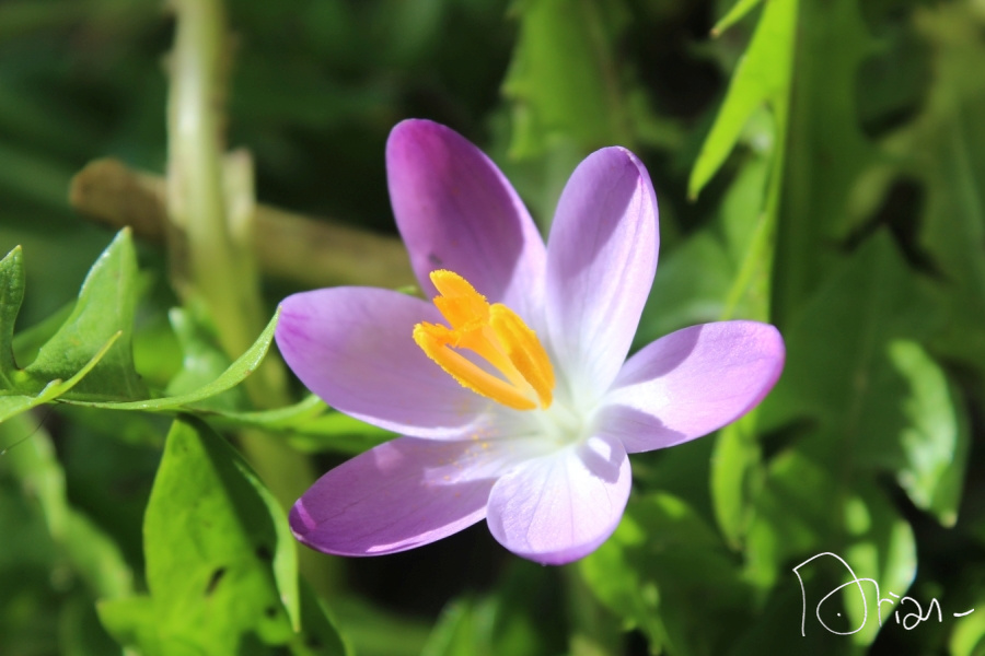 crocus épanoui